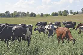 Eating meat affects the environment.