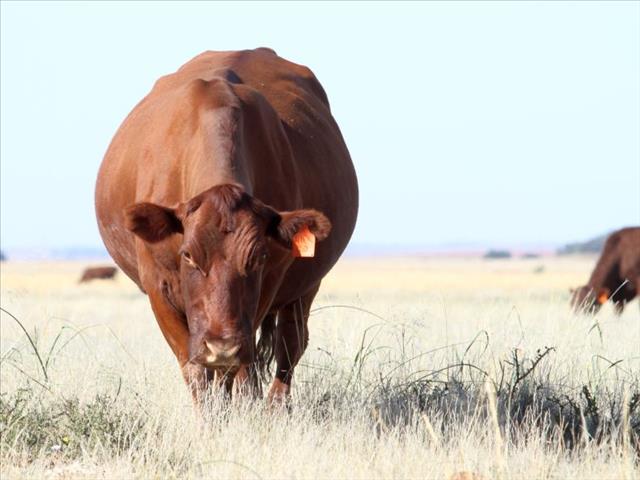 Less burping, more meat and milk - how livestock farmers can help tackle the climate crisis