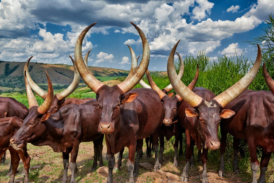 Transforming Africa’s livestock sector is key to food security-Report