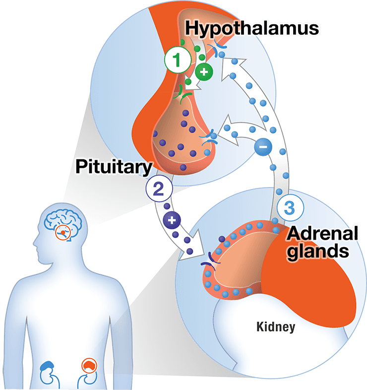 Cortisol, Insulin, Thyroid and The Bioenergetic Circuit