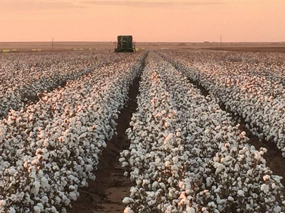 The risks of cotton farming- South Africa 