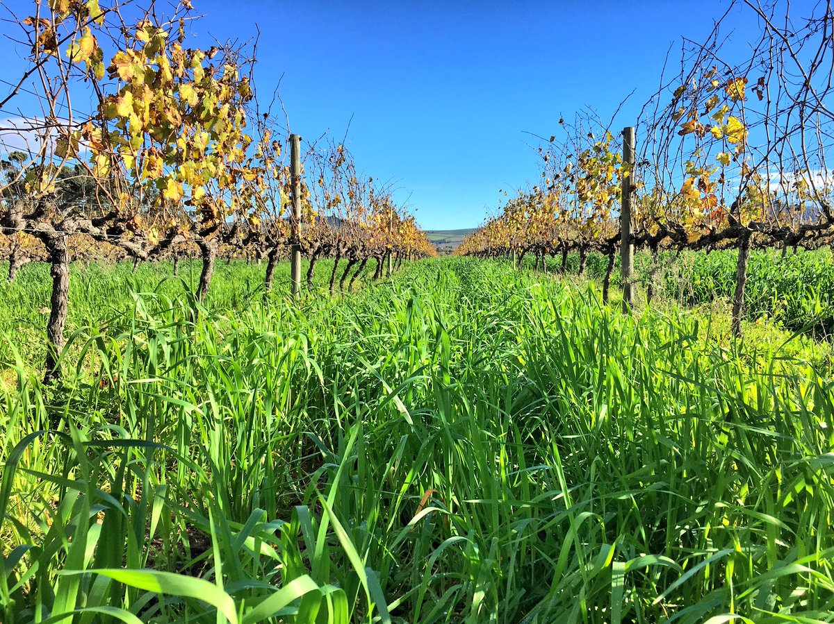 Cover crops and livestock trampling ‘part of the rotation equation’