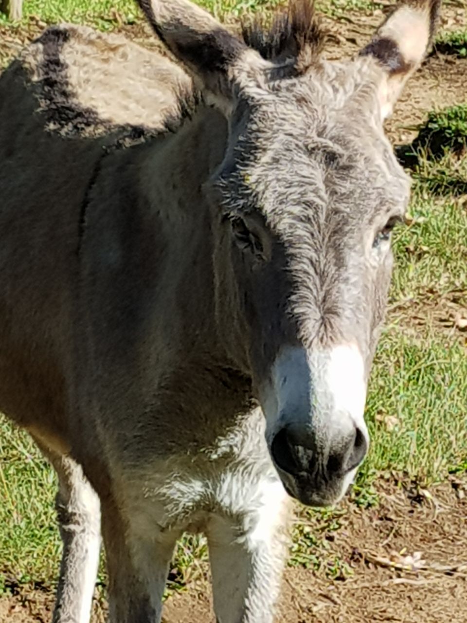 Chinese demand for donkey skin threatens farmers in East Africa