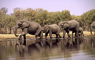 Ivory from a 16th century shipwreck reveals new details about African elephants