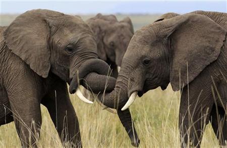 The importance of adult male elephants