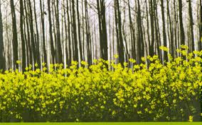 How evergreen agriculture could feed the world