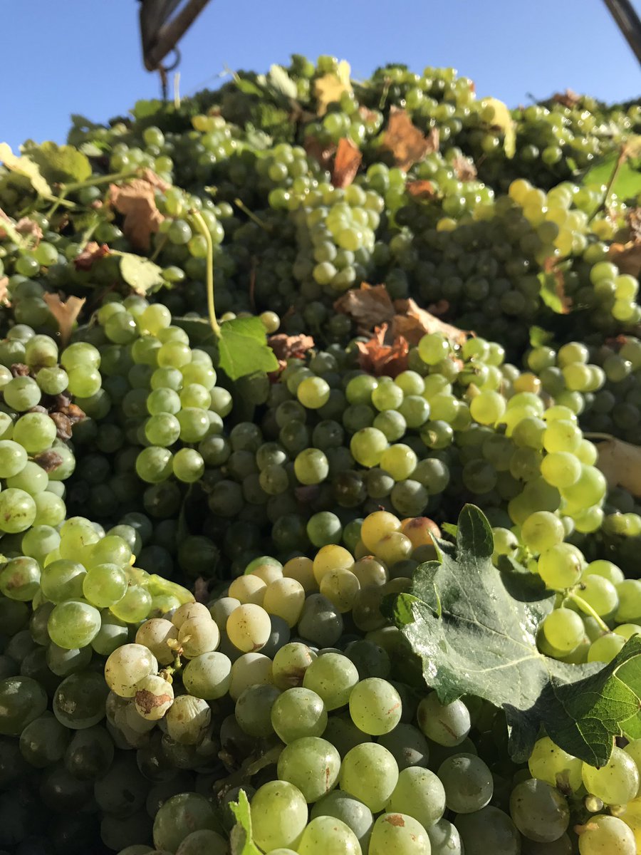 How and When to Harvest Grapes