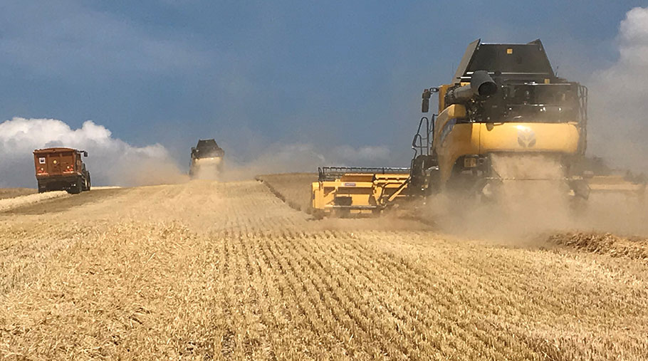 The impact of the mid-summer drought on South Africa's 2023-24 crop continues to bite