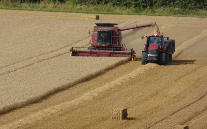 Spotlight on domestic wheat market   - South Africa 