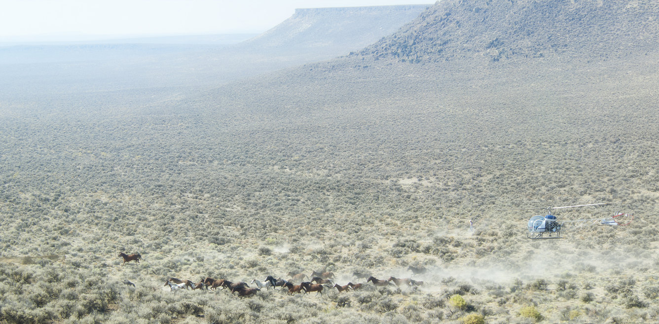 How America’s wild horses end up in slaughterhouses abroad