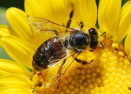 Have a sweet tooth for honey? This is why there might soon be a shortage…
