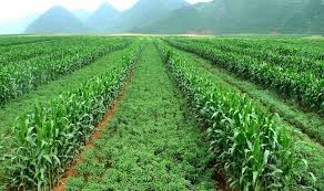 Intergewas verbouing in Suid Afrika -