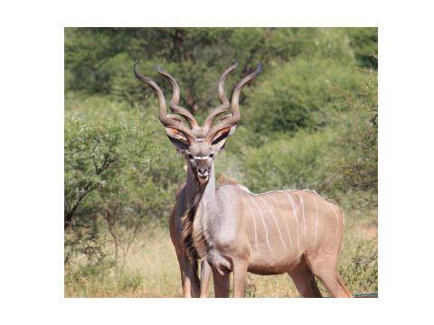 Trophy hunting contributes more to the conservation of wildlife in South Africa