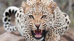 Human impact results in leopard inbreeding – research
