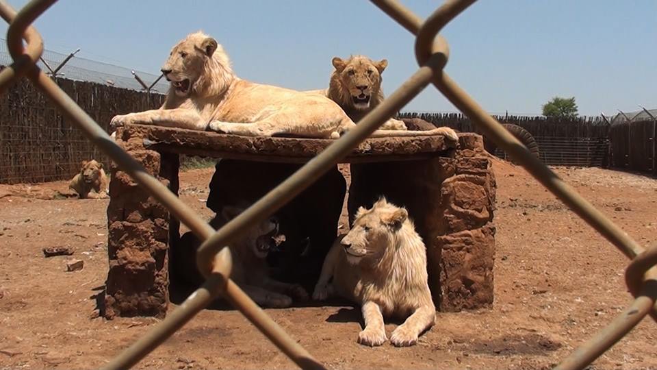 Lobby groups fought ‘hard and dirty’ against EU ban on caged farm animals