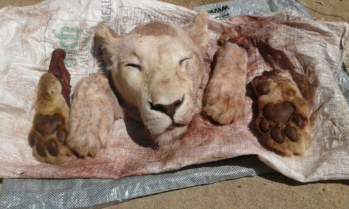 Lion poaching: the brutal new threat to Africa’s prides