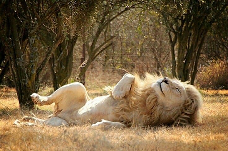 They may be on their way out, but captive leonine farming facilities in rural South Africa continue to engage in shocking practices, new report reveals