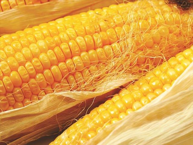 Grain Report- Agritrends - South Africa 