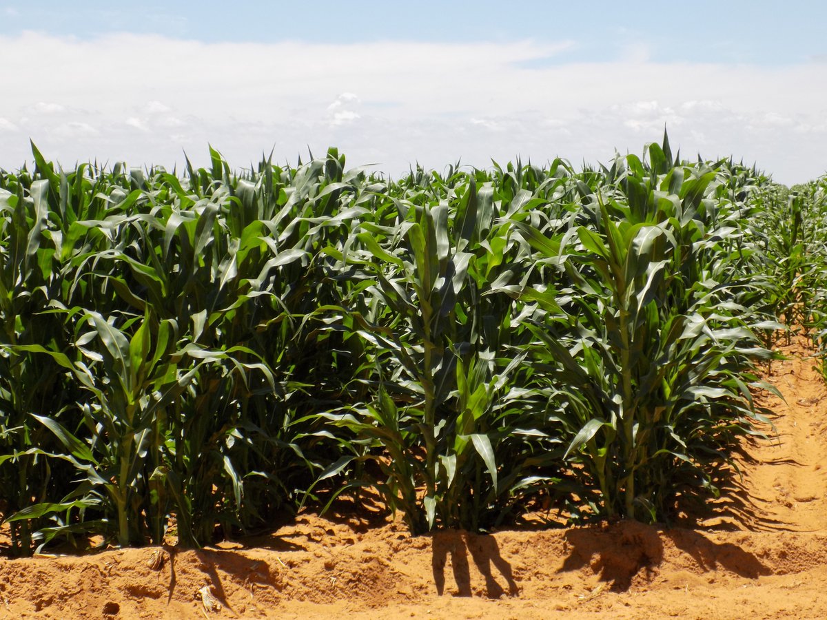 Verwagte mielie-aanplantings meer as vorige seisoen- Suid Afrika