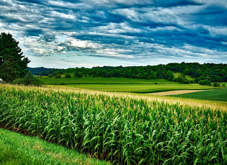 Global focus – large global production, but stocks will remain tight- South Africa