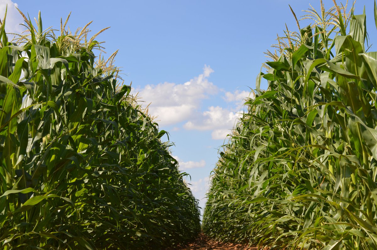 Crop market trends- South Africa 