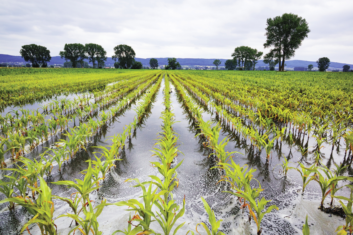 Early freeze may await waterlogged crops- USA