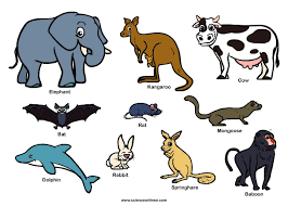 Massive loss of mammal species in Atlantic Forest since the 1500s