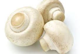 Mushroom extract found to help honeybees fight viruses- 