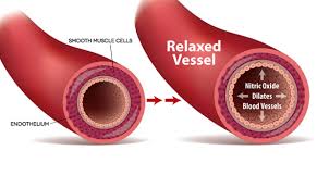The Role of Nitric Oxide 