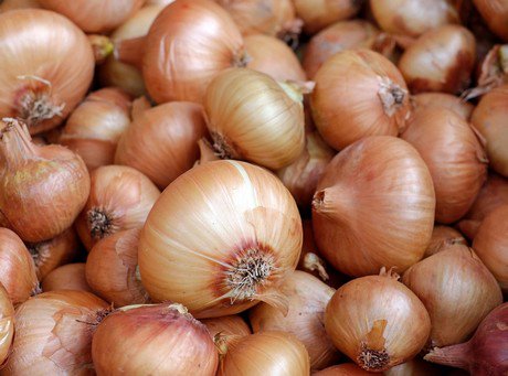 Cape onion producers well-placed to take advantage of European shortage