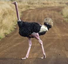 Cuba plans rodent and ostrich farms to combat food shortages