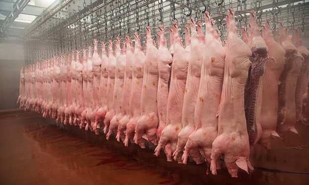 Fever could kill a third of China's pigs. That's almost as many as are farmed in the US and Europe