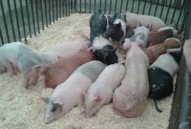China’s small pig farmers are being wiped out by deadly African swine fever