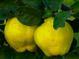 South Africa's expectations for a good apple and pear season have been thrown into uncertainty - 