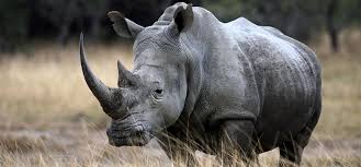 South Africa’s 70,000kg rhino horn stockpile must be burnt to prevent illegal trading