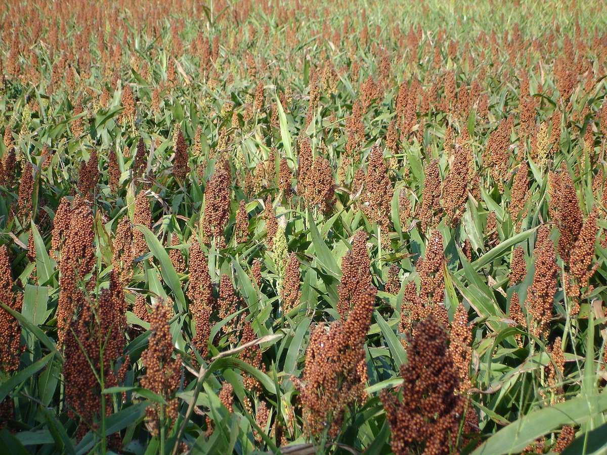 Suid Afrika en Sorghum 