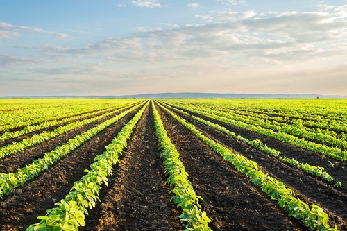Think tank warns of potential impact on South African agriculture of EU pesticide bans