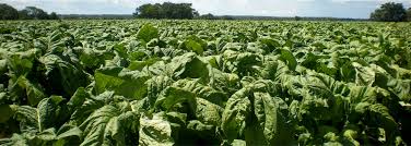 Tobacco prices go up in smoke in Zimbabwe