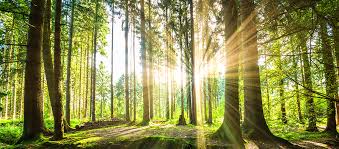 Negative emissions tech: can more trees, carbon capture or biochar solve our CO2 problem?