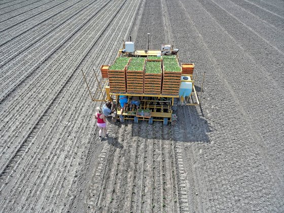 Precision pioneer in iceberg lettuce and celeriac
