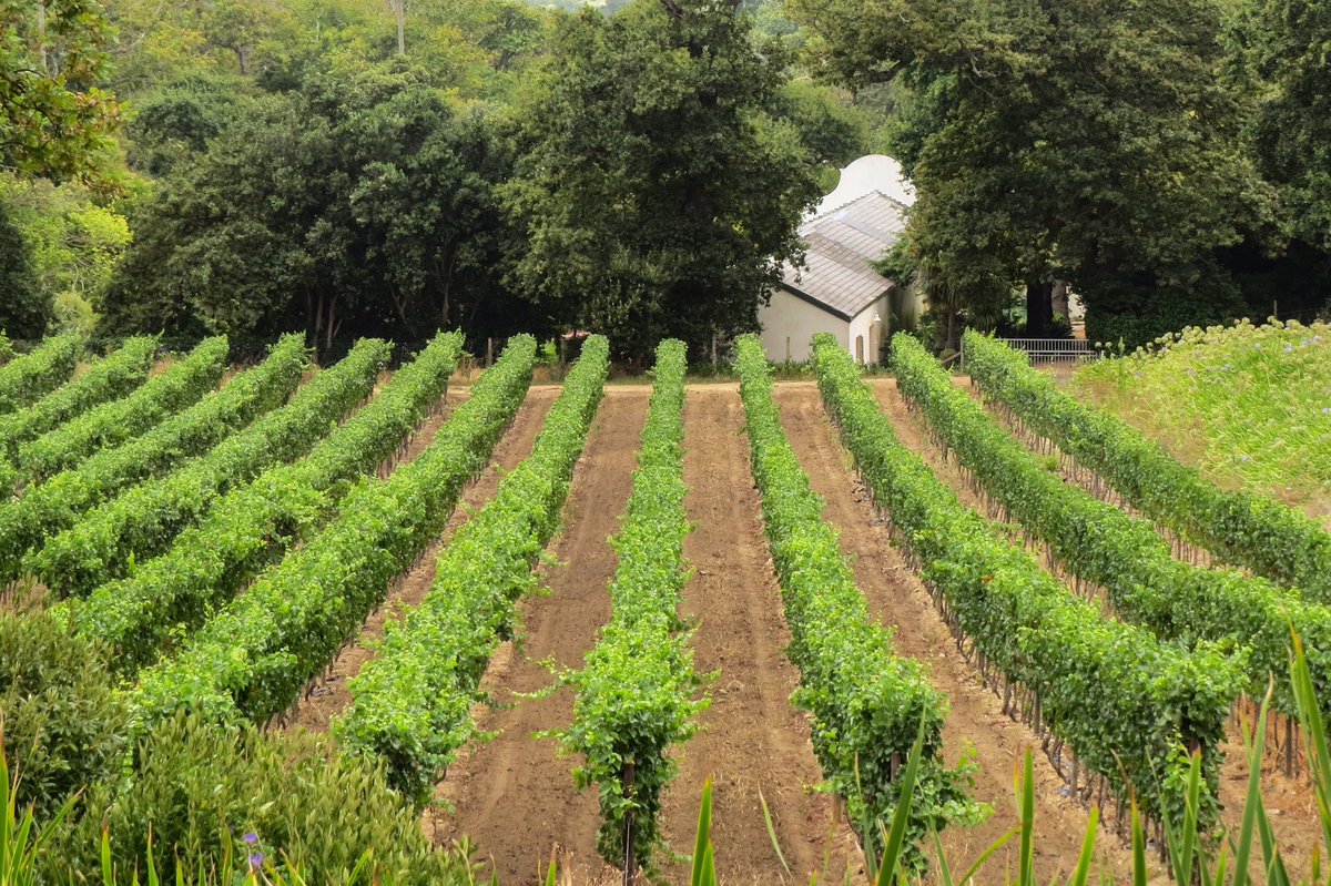 Stable growth forecast for 2019 South African wine grape crops