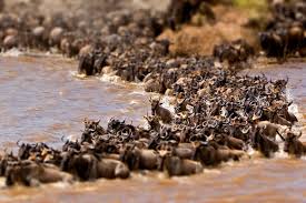 Wild meat sellers – study finds endangered species on offer in west Africa