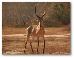 GAME MEAT BOOST SOUTH AFRICA’S FOOD SECURITY