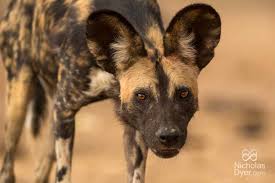 Painted wolves: 5 facts you may not know
