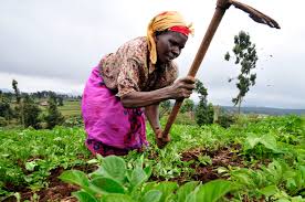 Limited access to land and water affects productivity of women farmers in Africa