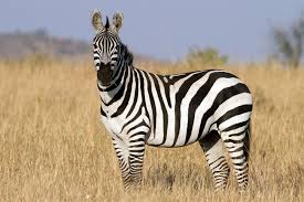 South Africa to dish up more zebra to boost jobs and conservation