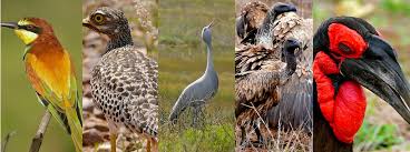 How climate change could affect some of West Africa’s iconic bird species