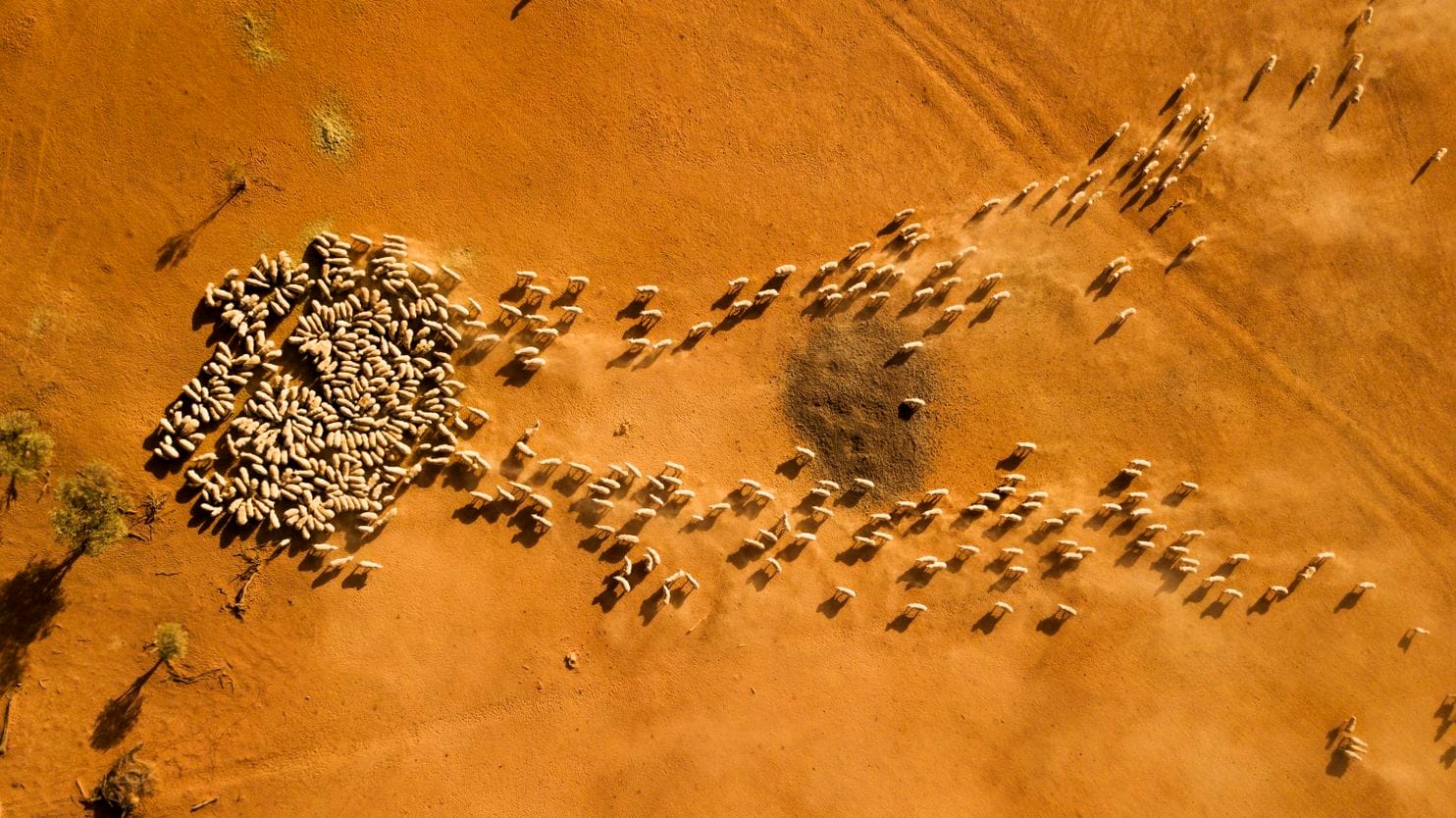 As vast swaths of Australia dry out, a mental health crisis takes shape