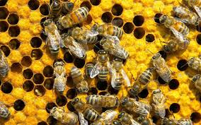 What honeybees in South Africa need from people: better managed forage