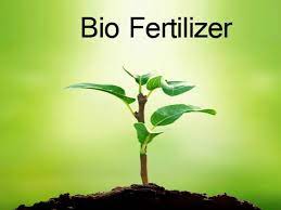 Algae biofertilizer rises plant performance up to 10%